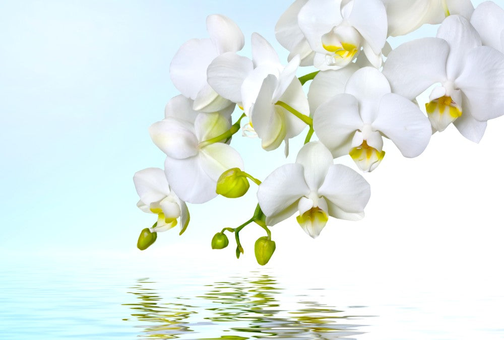 Fototapete Nr. 3304 - Orchidee & Reflex