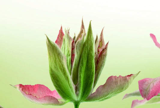 Fototapete Nr. 3305 - Wilde Orchideen