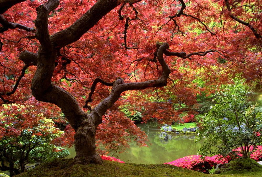 Fototapete Nr. 3364 - Japanese park
