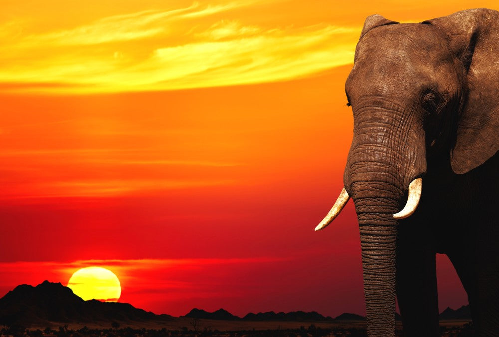 Fototapete Nr. 3377 - African Elephant