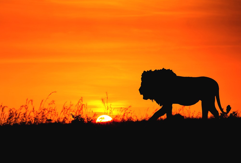 Fototapete Nr. 3379 - African Lion