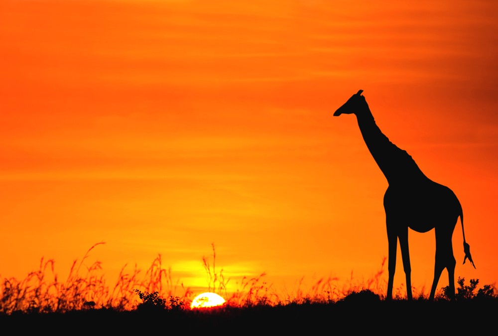 Fototapete Nr. 3381 - African Giraffe