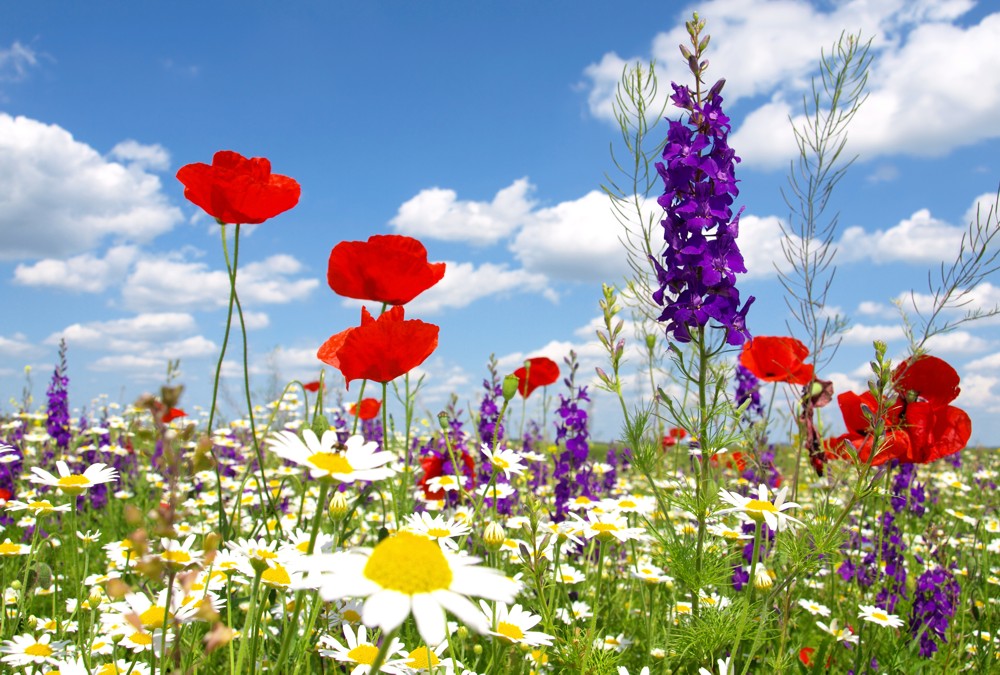 Fototapete Nr. 3452 - Wildblumen