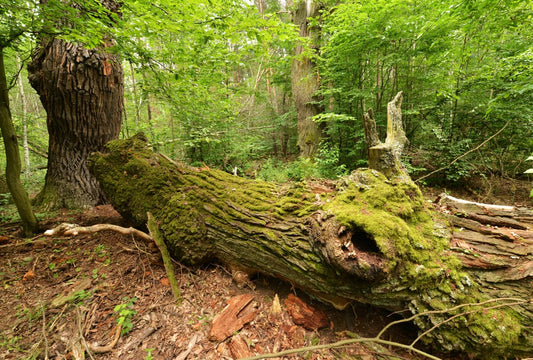Fototapete Nr. 3460 - Old Oak Tree