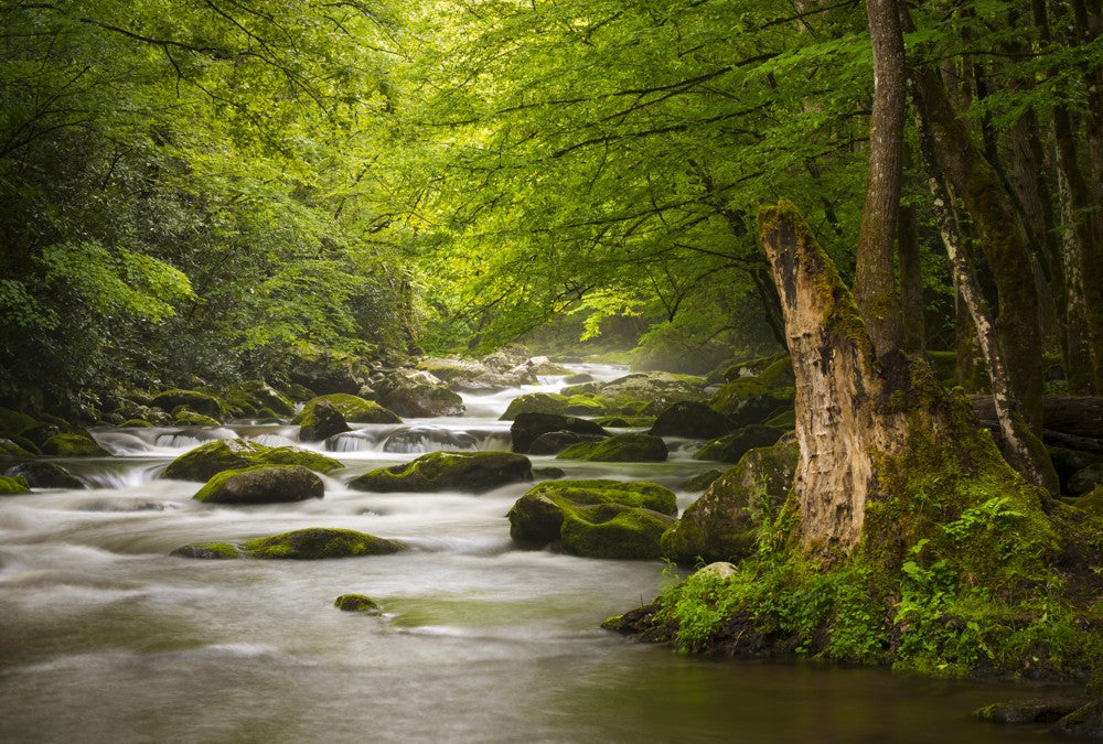 Fototapete Nr. 3596 - Smoky Mountains National Park
