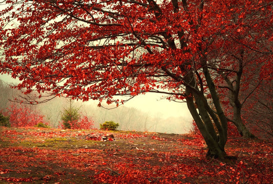 Fototapete Nr. 3598 - Herbstlaub