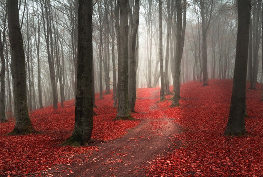 Fototapete Nr. 3600 - Herbstweg