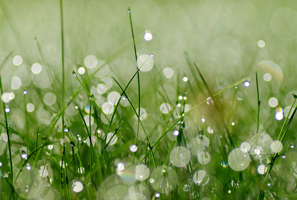 Fototapete Nr. 3768 - Fresh morning
