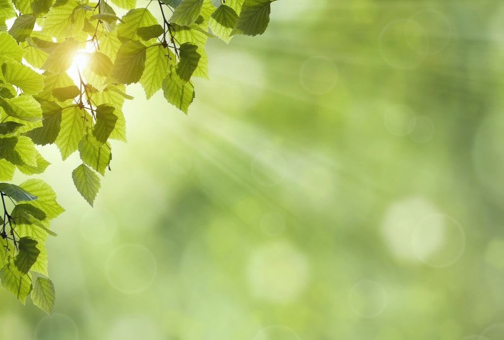 Fototapete Nr. 3770 - Green paradise