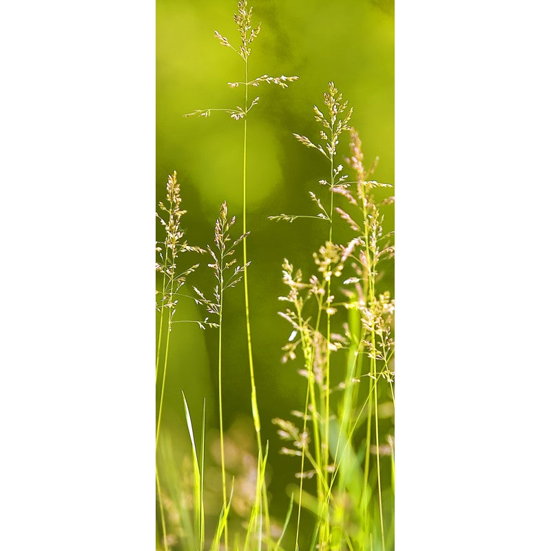 Türtapete Nr. 3772 - Morning grasses