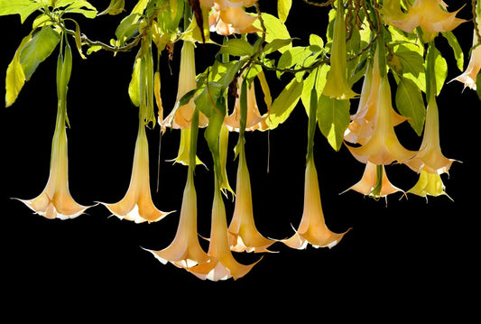 Fototapete Nr. 3805 - Angel's trumpet