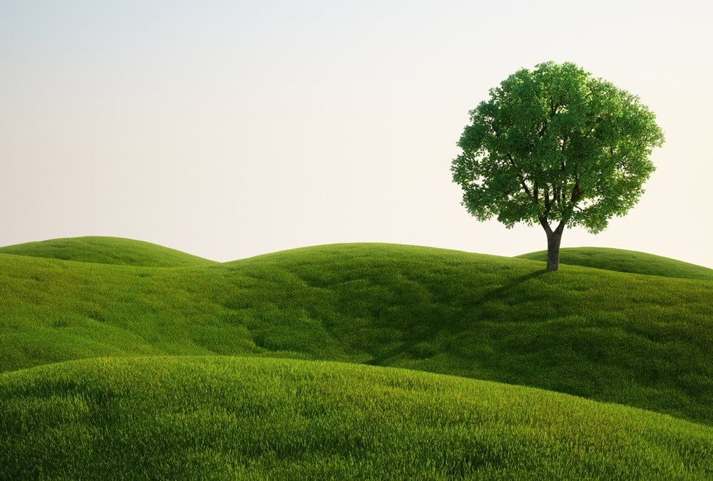 Fototapete Nr. 4540 - Green Tree