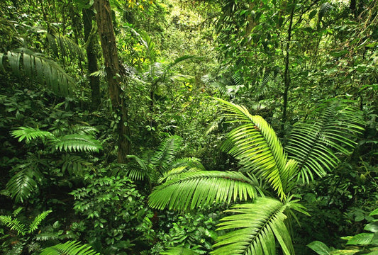 Fototapete Nr. 3193 - Tropischer Regenwald, Costa Rica