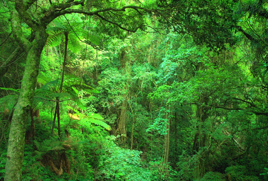 Fototapete Nr. 3196 - Tropischer Regenwald, Queensland, Australien