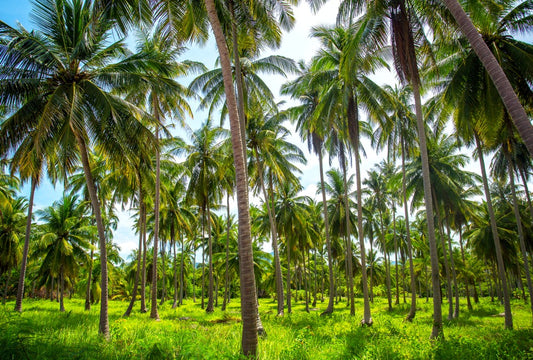 Fototapete Nr. 3209 - Palmenplantage, Thailand