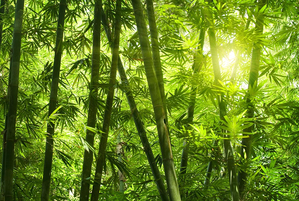 Fototapete Nr. 3405 - Naturerlebnis