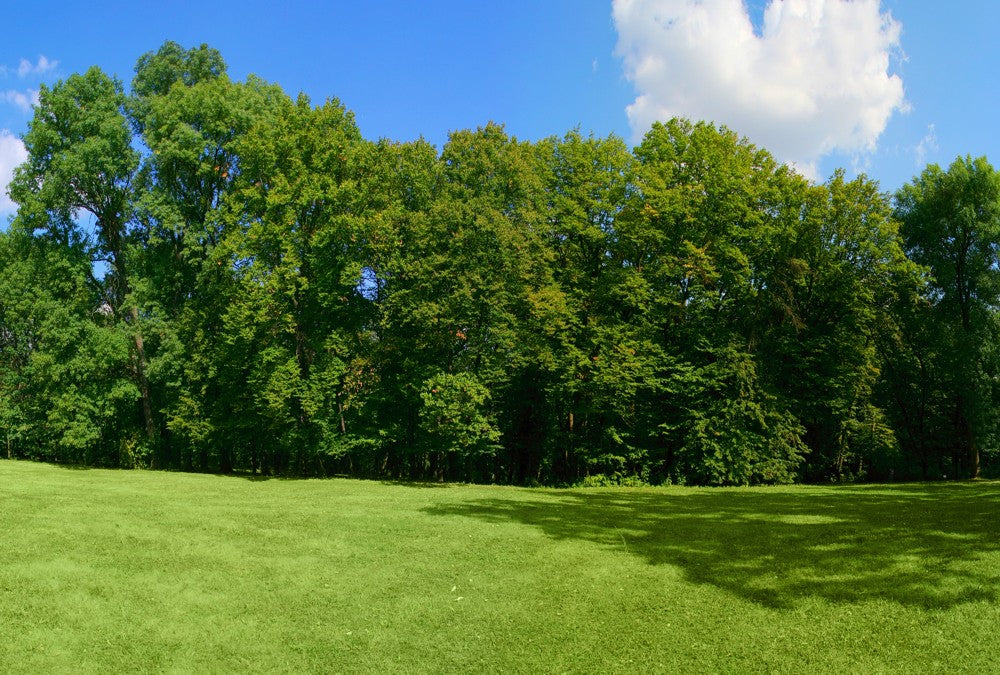 Fototapete Nr. 3569b - Green Park