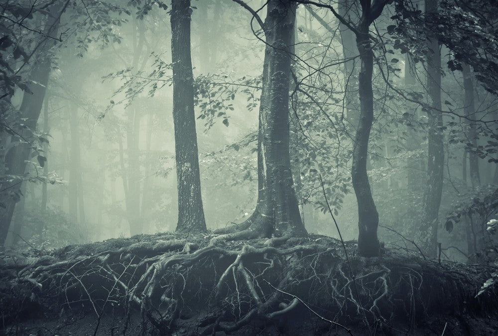 Fototapete Nr. 3754 - Mystic forest I