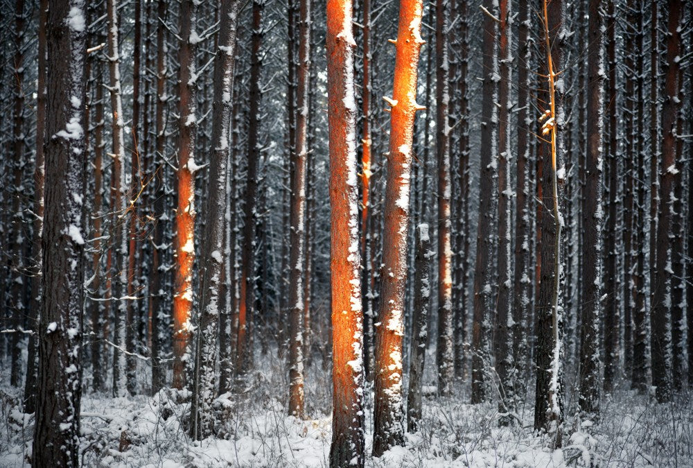 Fototapete Nr. 3755 - Winter sunlight