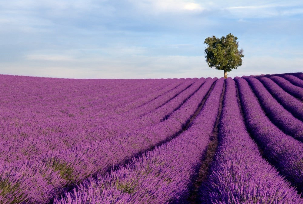Fototapete Nr. 4290 - Lavendel