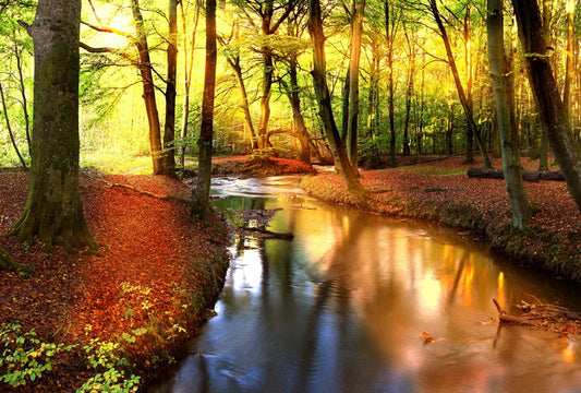 Fototapete Nr. 4306 - Waldbach