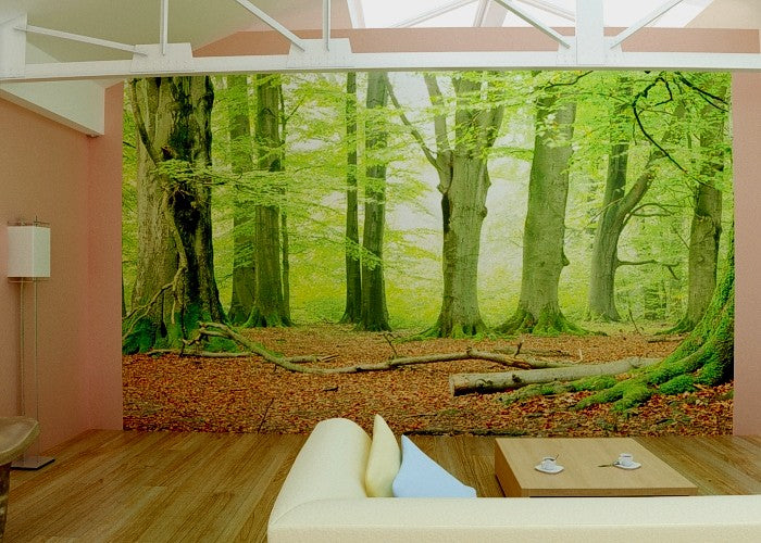 Fototapete Nr. 4549 - White Beeches